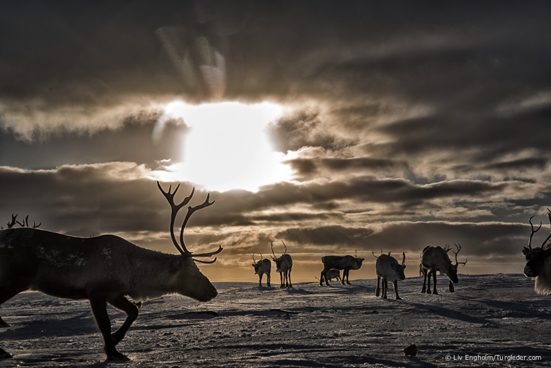 Reindeers on the Finnmarksvidda