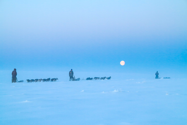 Dogsledding on the Finnmark Plateau with ENholm Husky