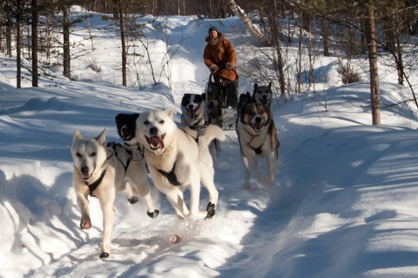 Dogsledding at Engholm Husky Lodge