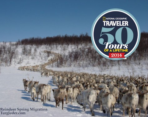 Sámi reindeer spring migration – Tour of a lifetime. 8 days