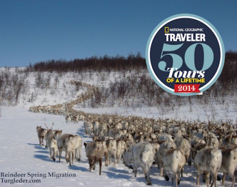 Sámi reindeer spring migration – Tour of a lifetime. 6 days