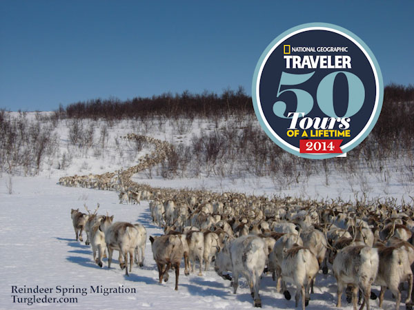 Reindeer migration Tour of a life time