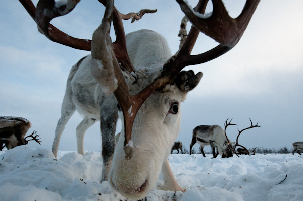Sami reindeer experience