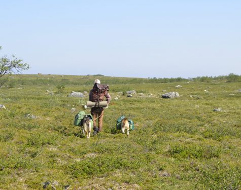 Wilderness tour with pack dogs – 7 days